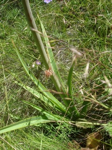 Kniphofia ritualis leaves
